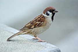 فراری دادن گنجشک