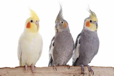 عروس هلندی