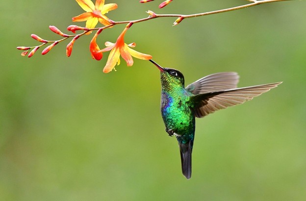 مرغ مگس خوار