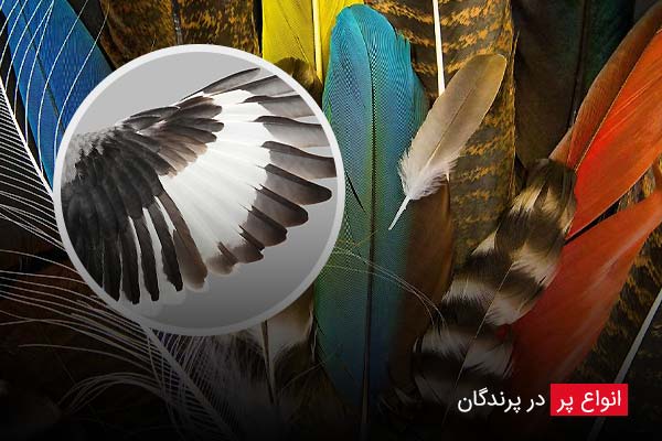 در چه مواقعی برای بررسی پرنده باید به دامپزشک مراجعه کنیم؟