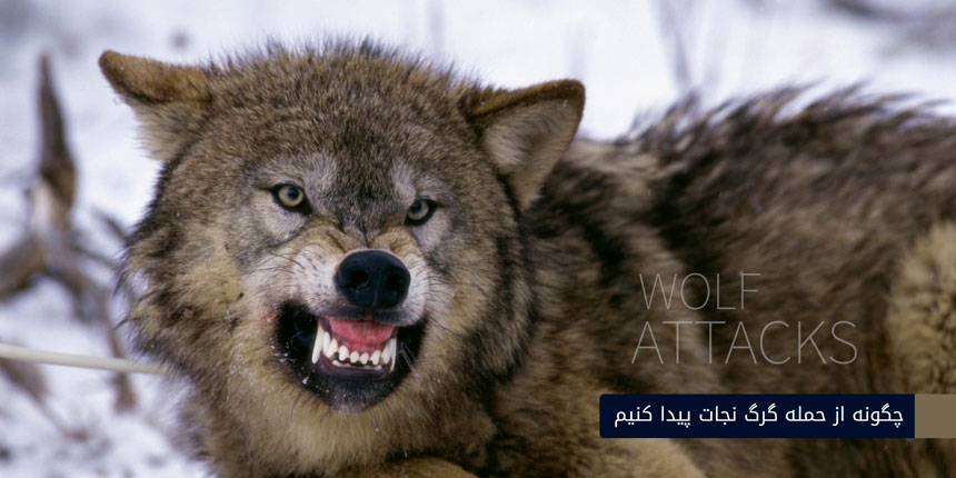 چگونه از حمله گرگ نجات پیدا کنیم؟