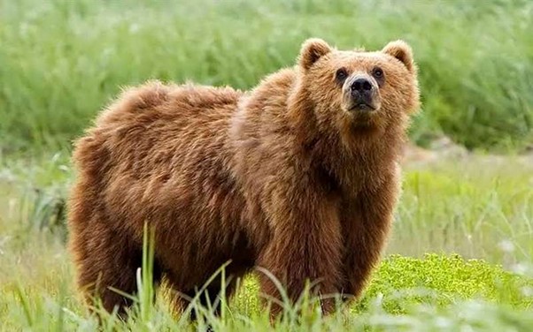 چگونه در مواجهه با خرس جان سالم به در ببریم؟